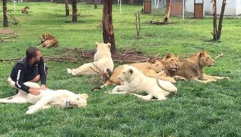 চিতার হাত থেকে মানুষকে বাঁচালো বাঘ! (ভিডিও)