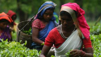 চা শ্রমিককদের বিক্ষোভে উত্তপ্ত নকশালবাড়ি
