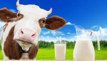 ছোটো বাচ্চাদের গরুর দুধ খাওয়াচ্ছেন? অবশ্যই জানুন কী বলছেন বিশেষজ্ঞরা