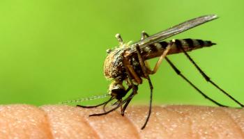 ম্যালেরিয়া পরীক্ষা করুন এখন মাত্র ১০ টাকায় আর ১০ সেকেন্ডে