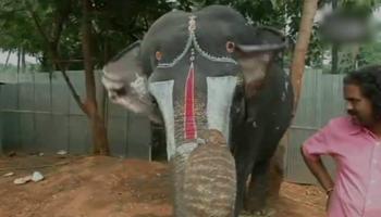 শুঁড় দিয়ে মাউথ অর্গ্যান বাজাচ্ছে গজরাজ! দেখুন ভিডিও