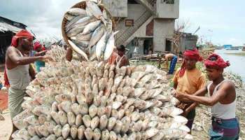 ইলিশ নিয়ে গবেষণায় বড় সাফল্য, প্রজনন বাড়িয়ে কমতে পারে মাছের দাম