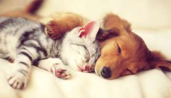 বিড়াল, কুকুরও স্বপ্ন দেখে! কিসের স্বপ্ন জানেন?