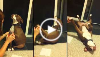 নখ কাটতে ভয়, তাই অজ্ঞান হওয়ার ‘নাটক’ করল কুকুর! ভাইরাল হল ভিডিয়ো