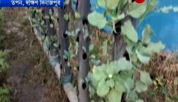 Botany teacher harvests Strawberry and Broccoli by aquaponics farming