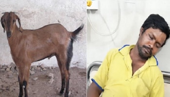 কালনায় ফাঁকা বাড়িতে ঘরে ঢুকে ছাগলকে 'ধর্ষণ' যুবকের!