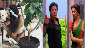 ফের করোনার থাবা বলিউডে, শাহরুখের সিনেমার প্রযোজকের মেয়ে আক্রান্ত কোভিড ১৯-এ 