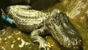 দ্বিতীয় বিশ্বযুদ্ধের সময় বোমা, গুলির থেকে বেঁচে যাওয়া হিটলারের পোষা কুমীর মারা গেল