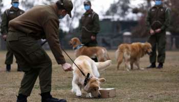 ফলাফল ৯৪% ক্ষেত্রেই নির্ভুল! কুকুরের সাহায্যে করোনা পরীক্ষার পথে চিলির বিজ্ঞানীরা!