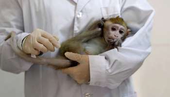 বাঁদরের আভাব, থমকে যেতে পারে করোনা টিকা তৈরির গবেষণা প্রক্রিয়া! উদ্বিগ্ন বিজ্ঞানীরা