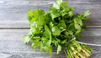 ওষুধ ছাড়াই কোলেস্টেরল আর ইনসুলিনের মাত্রা নিয়ন্ত্রণে রাখতে চান? পাতে রাখুন ধনেপাতা