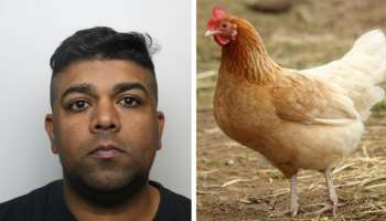 স্ত্রীর সঙ্গে সঙ্গম করতে করতে মুরগির সঙ্গে সেক্স, ৩ বছরের কারাদণ্ড দোষীর