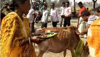 গোমাতা পুজোয় গোমূত্র পান বিজেপি নেতৃত্বের, হইচই দিনহাটায়