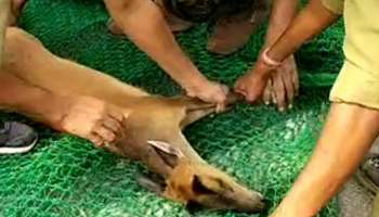 কুকুরের তাড়ায় দৌড়চ্ছিল ছোট্ট হরিণটি, উদ্ধার করলেন গ্রামবাসীরা