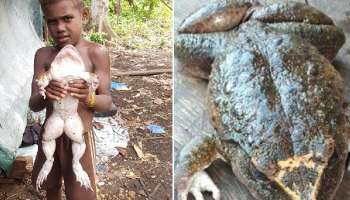মানবশিশুর আকারের 'বুশ চিকেন' দেখে থ দ্বীপের বাসিন্দারা!