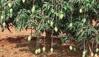 একটি গাছেই ১২১ প্রজাতির আম! ম্যাজিক দেখাল উত্তরপ্রদেশের শাহরানপুর