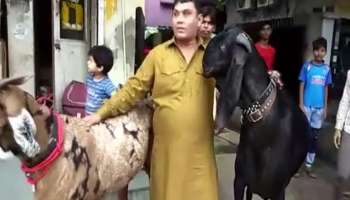  ঈদে ছাগলের দাম ৫ লক্ষ ৫০ হাজার, দুর্মূল্যের কারণ তার ডায়েট চার্ট