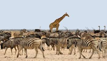 World Animal Day 2021: প্রাণীদের প্রতি সংবেদনশীল হওয়ার দিন 