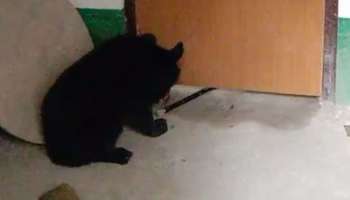 Video: জঙ্গল ছেড়ে অনুষ্ঠান বাড়িতে ঢুকল ভালুক! তুমুল হইচই 