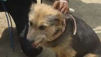  Bogtui Dog: 'বদলাপুর' বগটুইয়ে নতুন জীবন, পলাতক অভিযুক্তের পোষ্যকে উদ্ধার CBI-র