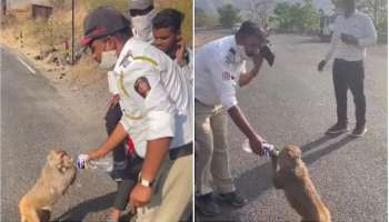 Viral Video: প্রবল গরম, জল তেষ্টায় কাহিল বাঁদরকে নিজে হাতে জল খাওয়ালেন ট্রাফিক পুলিস