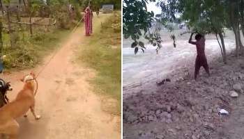 Dog Murder: মুরগি &#039;খুনের শাস্তি&#039;তে &#039;অভিযুক্ত&#039; সারমেয়কে বাঁশপেটা করে হত্যা! ভাইরাল বীভৎস ভিডিও