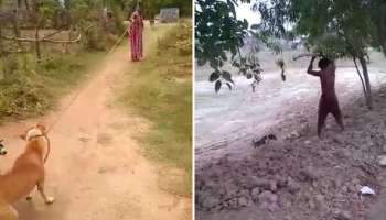 Dog Killing: পিটিয়ে সারমেয় হত্যার ঘটনায় জামিন ধৃতের, আইন বদলের দাবি আইনজীবীর