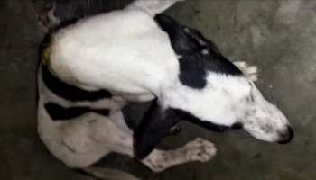  Dog Attack: নৃশংস! হাওড়ায় পথকুকুরকে ধারালো অস্ত্রের 'কোপ'