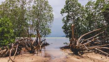 World Environment Day: জলবায়ু পরিবর্তন দক্ষিণ এশিয়ায় ডেকে আনছে মহা বিপদ! কোন পথে পরিত্রাণ? 