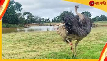  Ostrich's Dance: হঠাৎই নেচে উঠল উটপাখি, নাচ দেখে মুগ্ধ নেটপাড়া