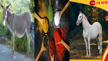 Uttar Pradesh: গুঁড়ো মশলা খান? আপনার মশলায় নেই তো গাধা-ঘোড়ার মল? 