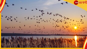 World Migratory Bird Day: কেন এভাবে যুগ যুগ ধরে বাইরে দূরে উড়ে বেড়ায় পরিযায়ী পাখির দল?