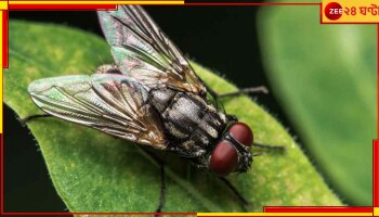 গ্রামের পর গ্রাম! মাছির জ্বালায় বিয়ে হচ্ছে না ছেলেদের, বউরা পালাচ্ছেন শ্বশুরবাড়ি থেকে...