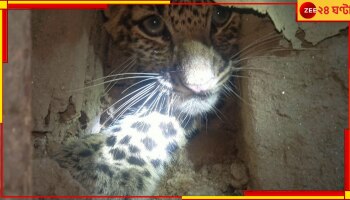 Jalpaiguri: খাবার নিতে রাতে রান্নাঘরে ঢুকে চক্ষু চড়কগাছ! কার চোখ জ্বলজ্বল করছে?