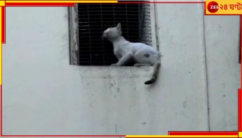 Saltlake CGO Complex: বিড়াল উদ্ধারে দমকল! আজবকাণ্ড সল্টলেকের সিজিও কমপ্লেক্সে