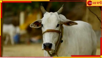 Cow Urine: গোমূত্র পানের অযোগ্য; রয়েছে ১৪ রকম ব্যাকটেরিয়া, জানাল কেন্দ্রের গবেষণা সংস্থা