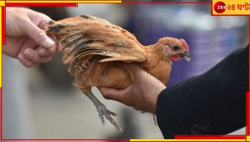 China: এই প্রথম H3N8 বার্ড ফ্লু-তে মৃত্যু! ক্রমশ ছড়াচ্ছে নতুন আতঙ্ক...