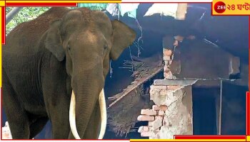 Malbazar: এলাকায় উপদ্রব ছিলই, এবার বুনো হাতির হামলায় মৃত্যু মহিলার...