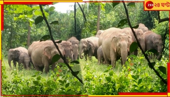 Sikkim Cloud Burst | Teesta Flash Flood: তিস্তার রুদ্রমূর্তিতে আতঙ্ক ছড়াল বনাঞ্চলে! শহরমুখি বুনো হাতির দল