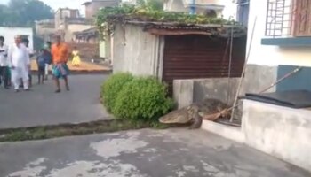 Crocodile in Kalna: 'তোলপাড়িয়ে উঠল পাড়া', মাঝরাতে ভাগরথী থেকে উঠে বাড়ির দরজায় বিশাল কুমির