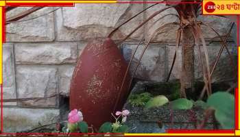 UK: বাড়ির বাগান সাজানো মিসাইল দিয়ে! এল বম্ব স্কোয়াড, তারপর?