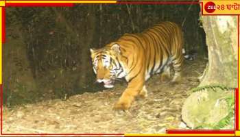 Royal Bengal Tiger: ১১ হাজার ফুট উঁচুতে ঘুরছেন দক্ষিণরায়, নেওড়ায় নজরকাড়া 'দুর্লভ'  