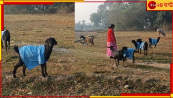 Goat in School Dress:  ছাগলের গায়ে সরকারি স্কুলের ইউনিফর্ম! সোশ্যালে ভাইরাল ছবি...