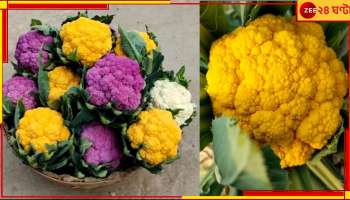 Coloured CauliFlower Farmimg: তাক লাগানো হলুদ-গোলাপি ফুলকপিতেই স্বাদে-গুণে চমক! লুকিয়ে লাভের অঙ্কও...