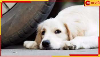 Gujarat: বাঁচালেন পথকুকুরকে, কিন্তু প্রাণ গেল স্ত্রীর! নিজের নামেই FIR প্রৌঢ়ের...