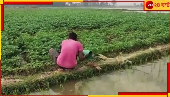 Kangsabati Water: হুড়মুড়িয়ে ঢুকে পড়ল কংসাবতী ক্যানালের জল, ডুবল কয়েকশো বিঘে রবি ফসল