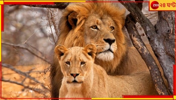 Bengal Safari Park: সিংহ আকবর, সিংহী সীতা, নাম পালটাতে হাইকোর্টে বিশ্ব হিন্দু পরিষদ!
