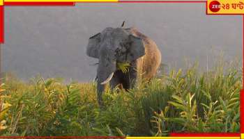 Malbazar: হাতি এবার সটান হাজির রিসর্টে! শ্বাস বন্ধ করে রইলেন আতঙ্কিত পর্যটকেরা...