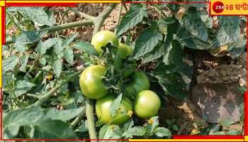 Bankura: গোমূত্র দিয়ে চাষেই ফলছে সোনার ফসল! ব্যাপক লাভ কৃষকদের...