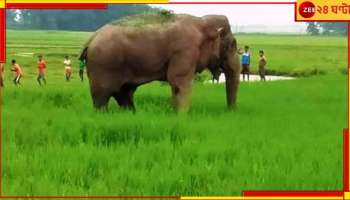 Malbazar: জমিতে আপনমনে কাজ করছিলেন বৃদ্ধ, শুঁড়ে তুলে আছাড় দিল দাঁতাল!